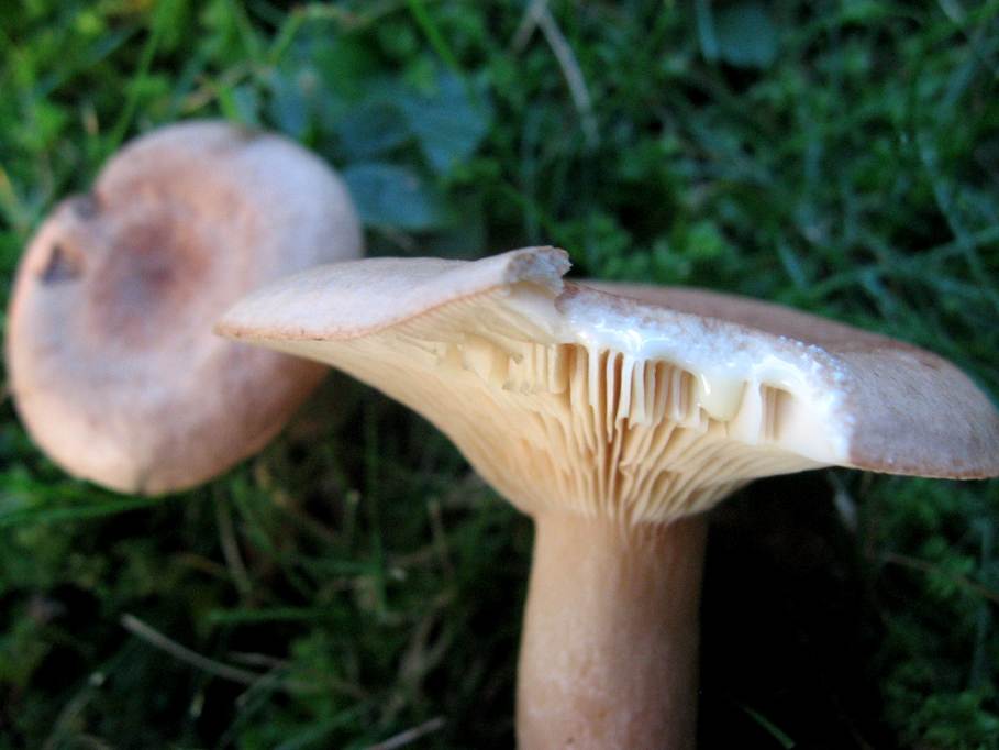 Dal giardino in settembre - Lactarius